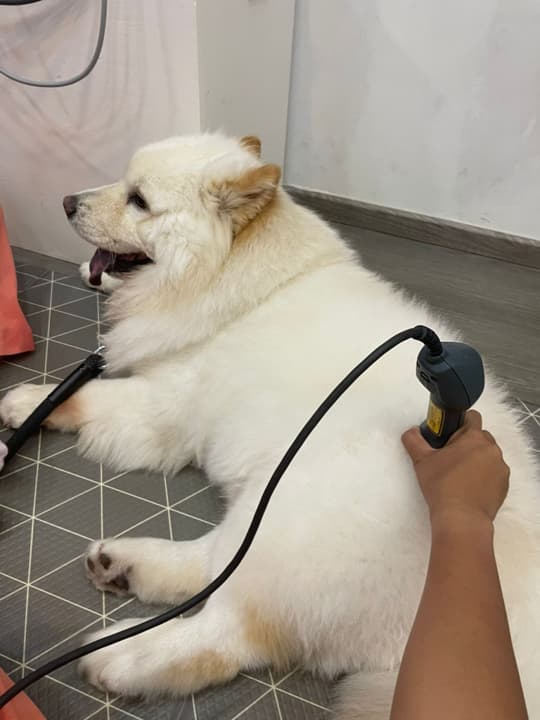 Class 4 therapeutic laser treatment for pets
