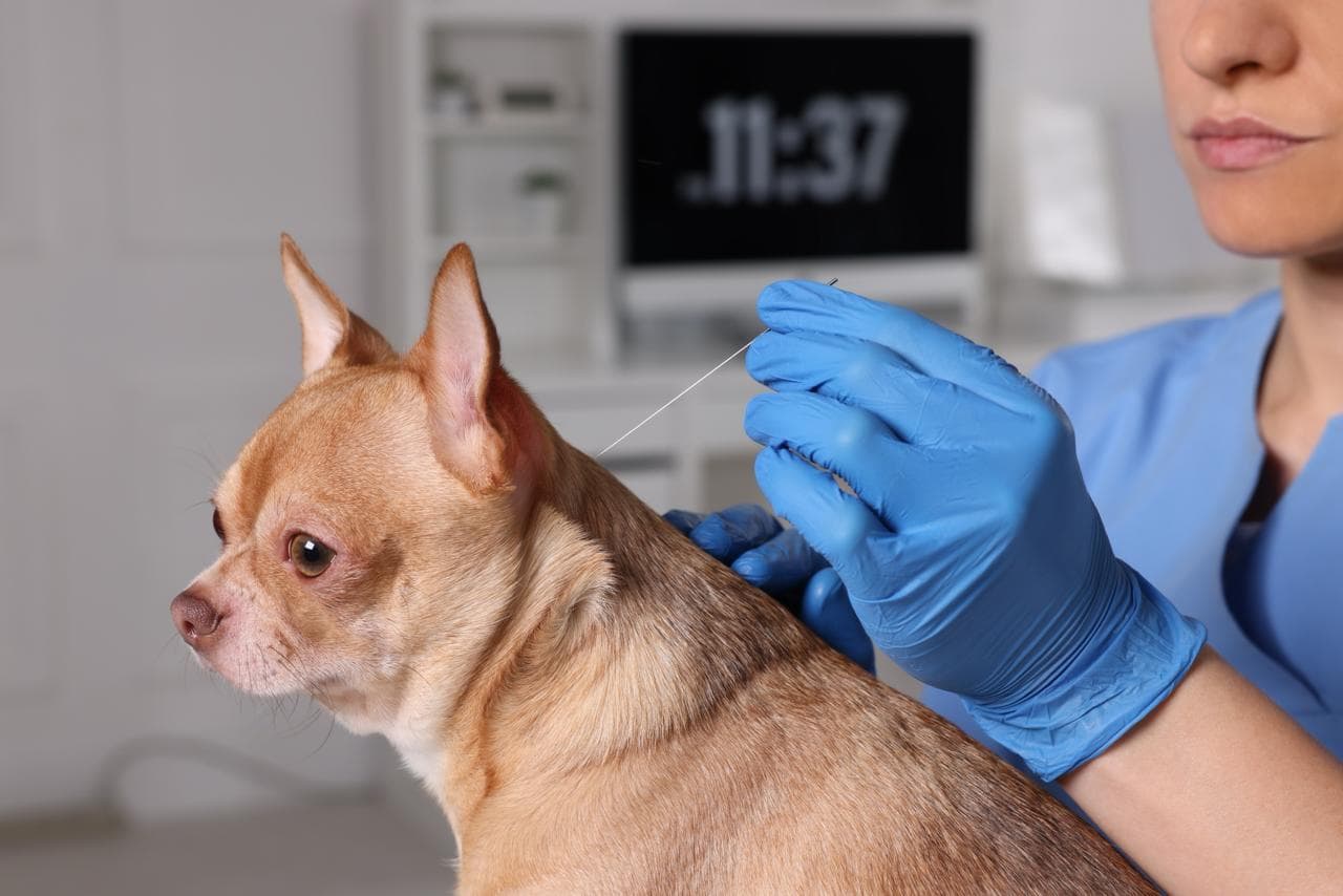 Chihuahua receiving acupuncture with a clinician placing a needle at RehabVet