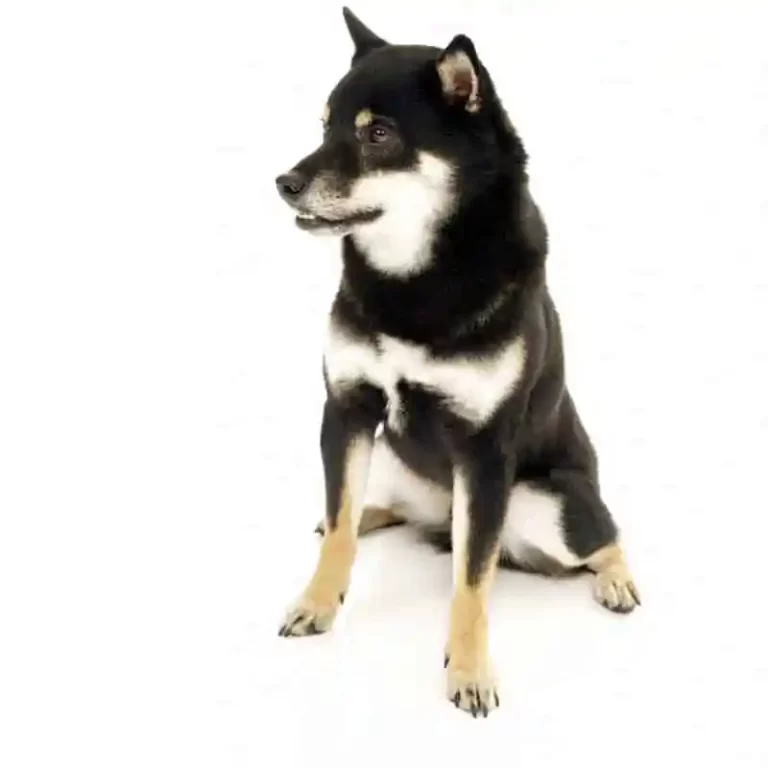 Tan Shiba Inu during a veterinary rehabilitation consultation at RehabVet