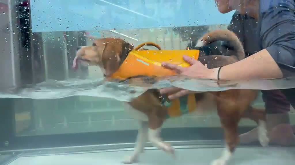 Beagle in an orange flotation vest walking on an underwater treadmill during hydrotherapy at RehabVet