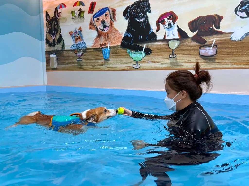 Dog in a flotation vest swimming towards a ball held by a therapist in the RehabVet fitness pool