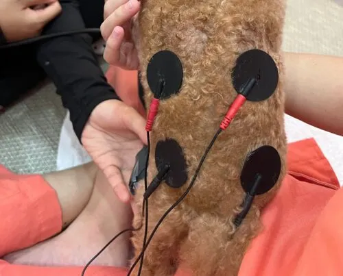 Dog receiving TENS and NMES electrical therapy