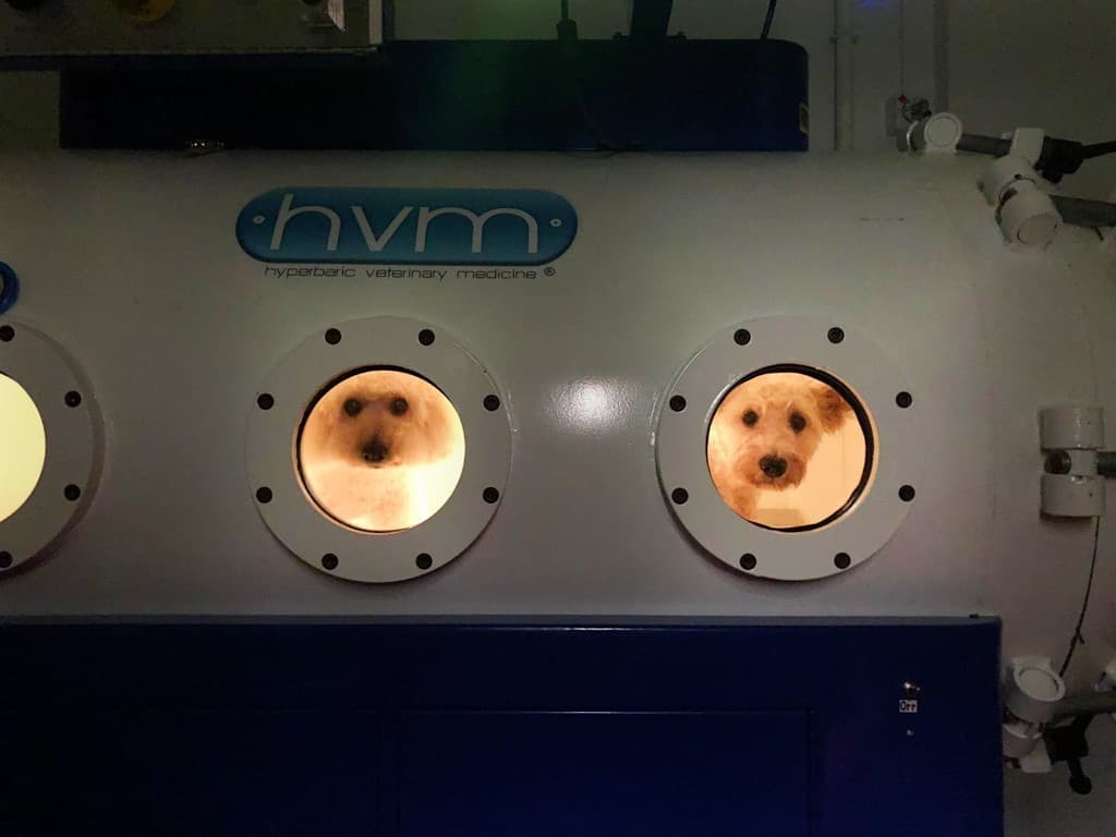 Two dogs peeking through the portholes of a hyperbaric oxygen chamber at RehabVet