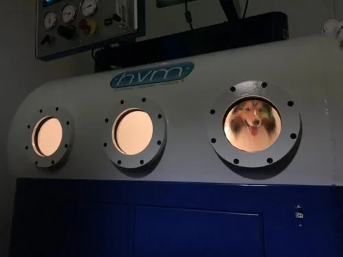 Dog looking out from a veterinary hyperbaric oxygen chamber at RehabVet