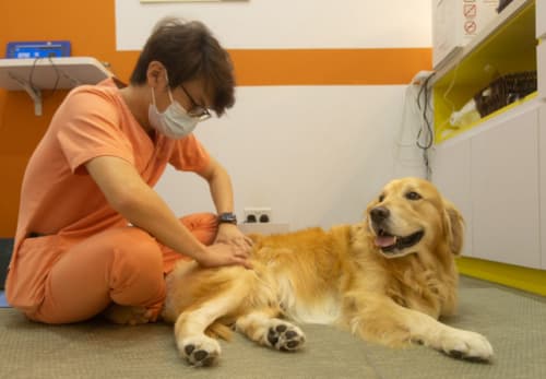 Therapist performing manual therapy on a Golden Retriever
