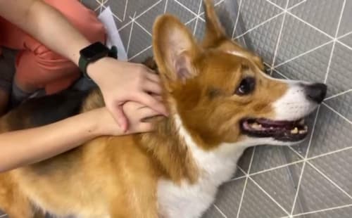 Corgi receiving Tui-na massage as part of TCVM care
