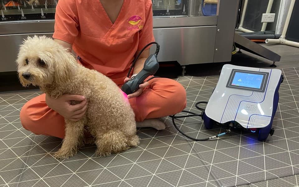 Class 4 therapeutic laser treatment on a dog at RehabVet