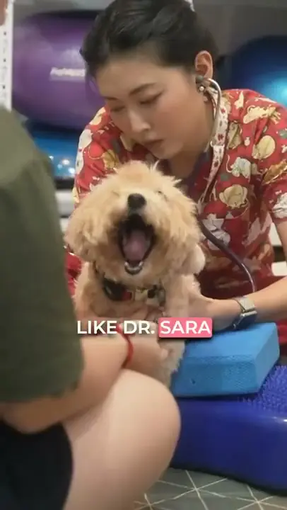 Patella Surgery Recovery — patient story at RehabVet Singapore