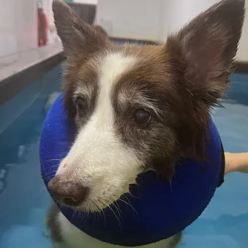 Must-Have Equipment for Dog Hydrotherapy