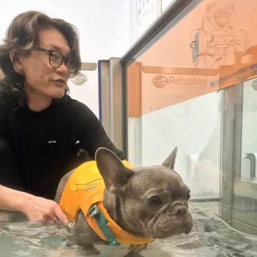 Dog Hydrotherapy: What You Can Expect