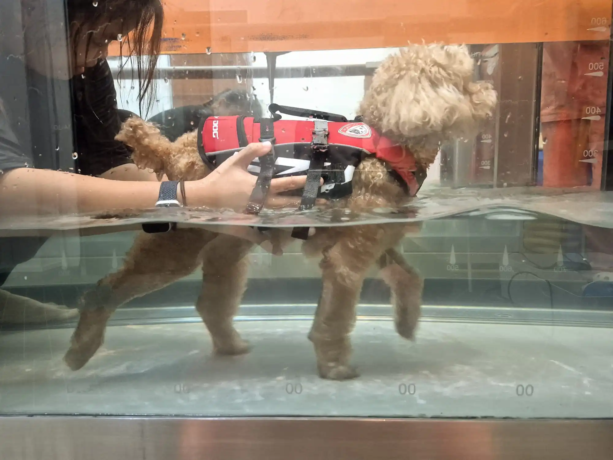 A Comprehensive Guide to Dog Hydrotherapy at Home