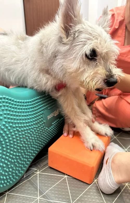 Alternative Therapies for Pets: What Works and What Doesn’t