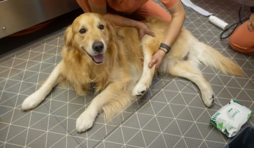 Therapist Stretching Hind Legs of Big Boss