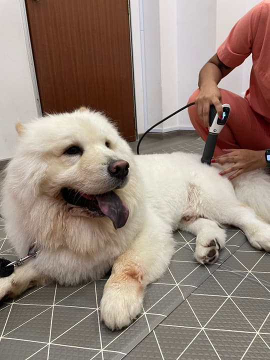 Bo receiving extracorporeal shockwave therapy at RehabVet Singapore