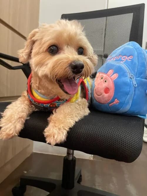 Buttons' Recovery Story