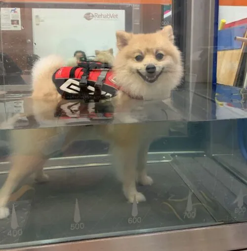 Canine Underwater Treadmill Therapy