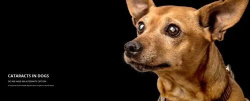 What is Cataracts in Dogs?