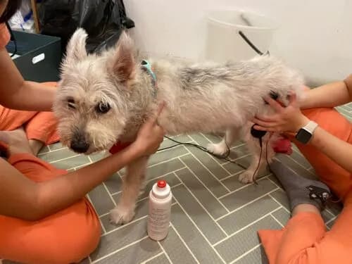Choosing The Right Animal Chiropractor for Your Pet