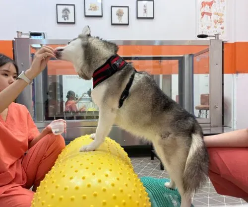 Common Pet Rehabilitation Exercises for Improving Mobility