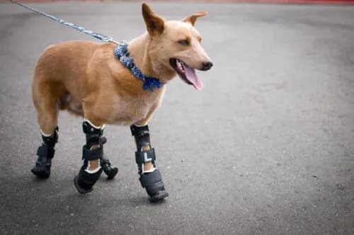 Customised Pet Orthotics and Prosthetics in Rehabilitation