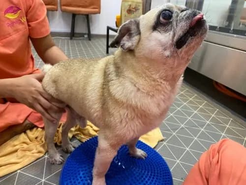 Home-Based Rehabilitation Exercises for Pets