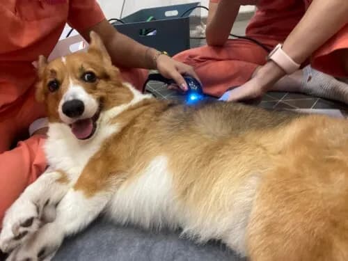 How Can Rehabilitation Treat Luxating Patella In Animals?