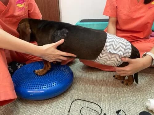 How Rehabilitation Aids In The Recovery Of Pets With Cancer