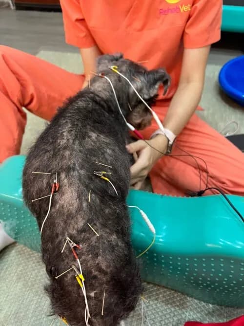How Traditional Chinese Veterinary Medicine Complements Western Medicine