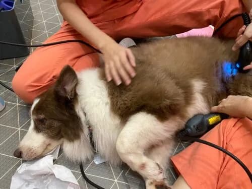 How to Support Your Pet During Their Rehabilitation Journey