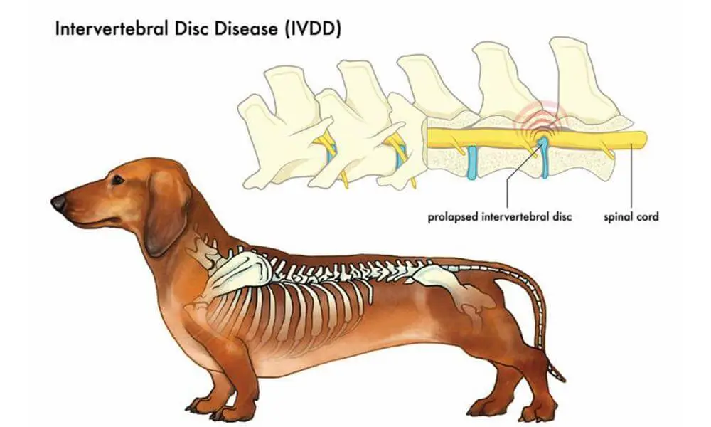 What is IVDD in Dogs?