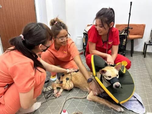 Integrating Pet Rehabilitation with Conventional Veterinary Care