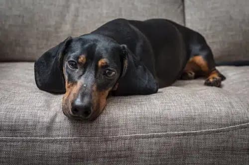 Introduction To Neurological Issues In Dogs And Cats
