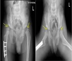 Legg-Calvé-Perthes Disease — Legg-Calvé-Perthes education at RehabVet Singapore