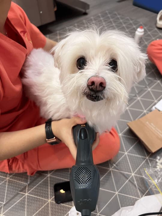 Biceps Tenosynovitis — class 4 laser therapy at RehabVet Singapore