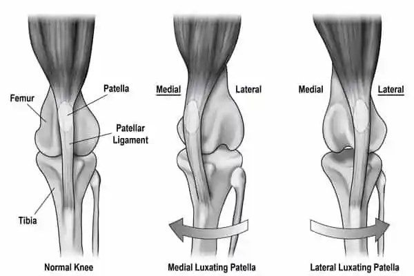 Luxating Patella — luxating patella education at RehabVet Singapore