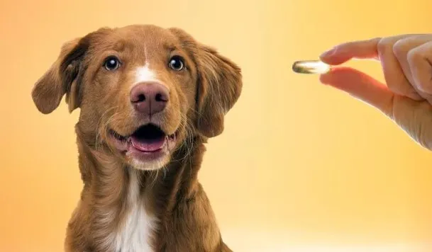 The Importance of Omega 3 in Pet’s Diet