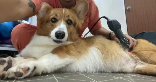 A veterinarian discussing <a href="/conditions/chronic-musculoskeletal-pain/">pain management</a> strategies with a pet owner during pet rehabilitation using a class 4 laser