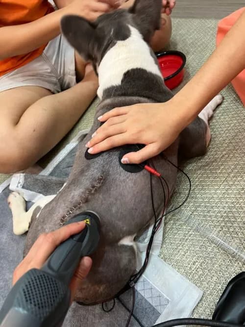 Stitch's Recovery Story