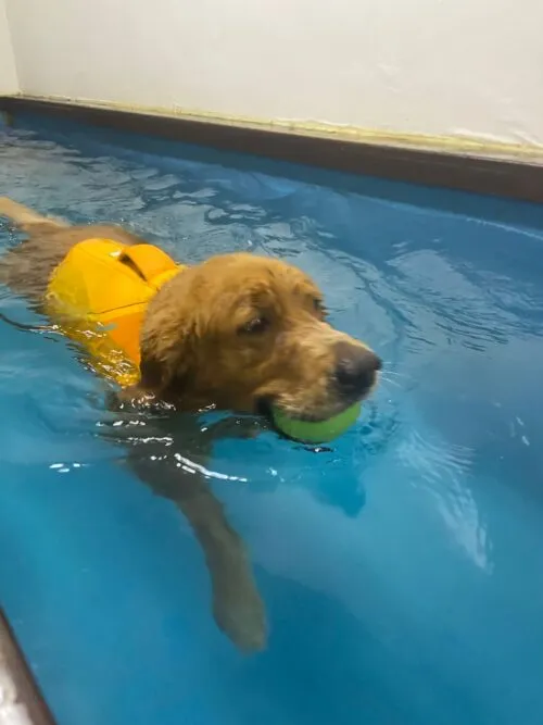 Preventing Pet Injuries Through Rehabilitation and Conditioning