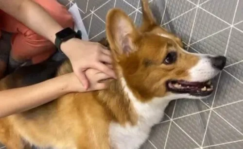 Carpal Hyperextension Injury — manual therapy with a rehab patient at RehabVet Singapore
