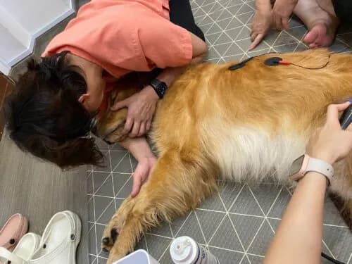 Rehabilitating Pets With Heart And Lung Conditions