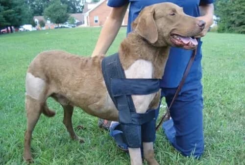 Rehabilitating Pets With Orthopaedic Conditions