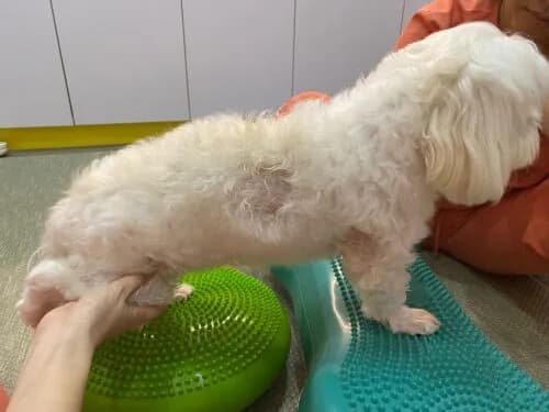 A picture of a pet receiving <a href="/modalities/manual-therapy-dog-cat/">manual therapy</a> with the caption "The Benefits of Manual Therapy for Pets"