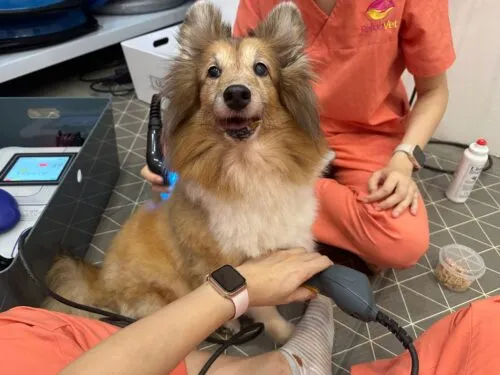 The Benefits of Pet Rehabilitation for Enhancing Performance in Sporting Dogs