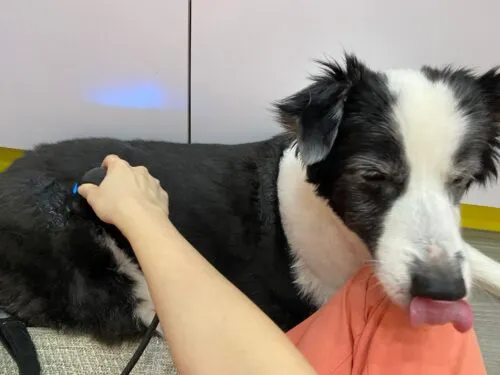 The Benefits of Ultrasound Therapy for Pets