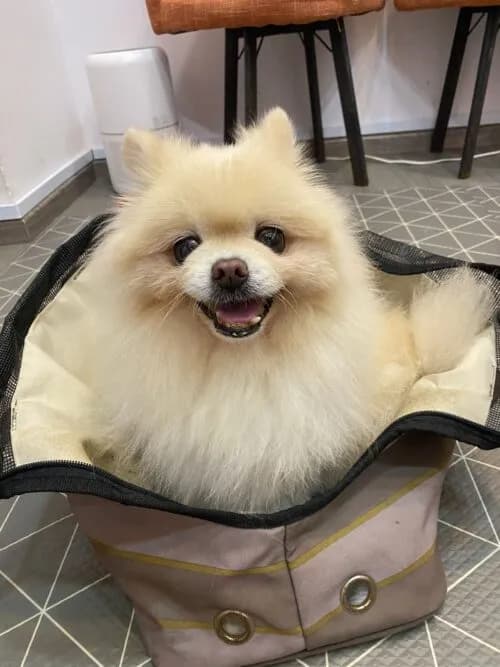 The Effects of Pet Rehabilitation on Mental Well-Being