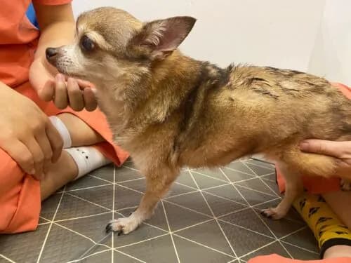 The Importance of Maintaining a Healthy Weight During Pet Rehabilitation