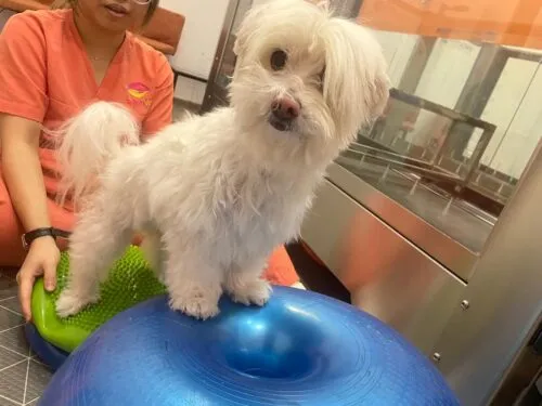 The Role of Pet Rehabilitation in Managing Osteoarthritis