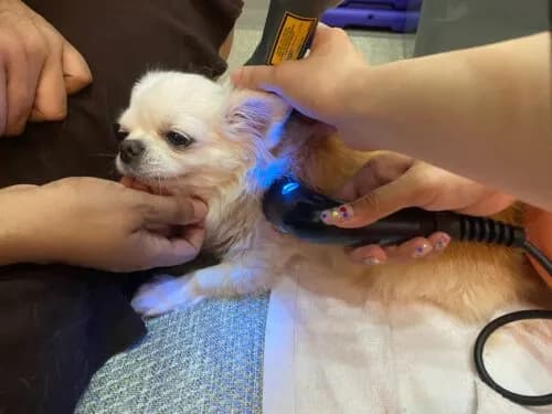 The Role of Rehabilitation in Managing Behavioural Issues in Pets