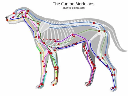 canine meridian points for dogs